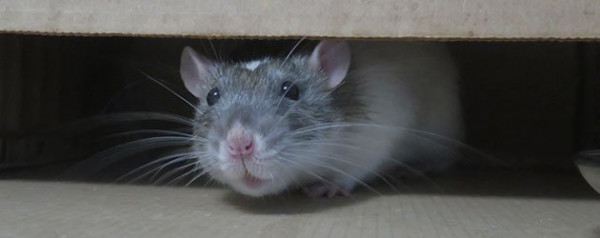 Professional Rodent Droppings Cleanup in Denver